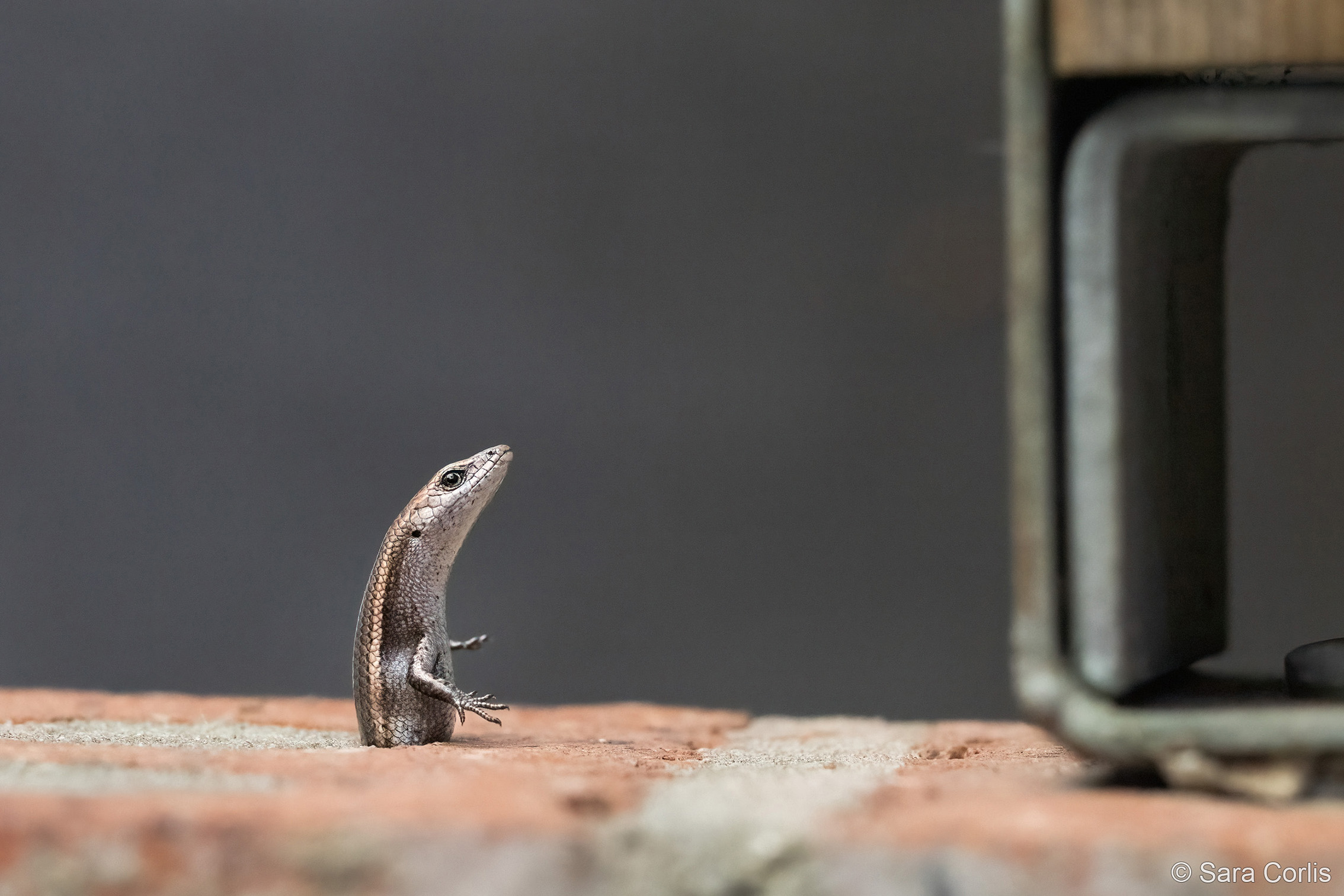 A small lizard sits upright on a brick, partially hidden behind a metallic object, with a soft, blurred background