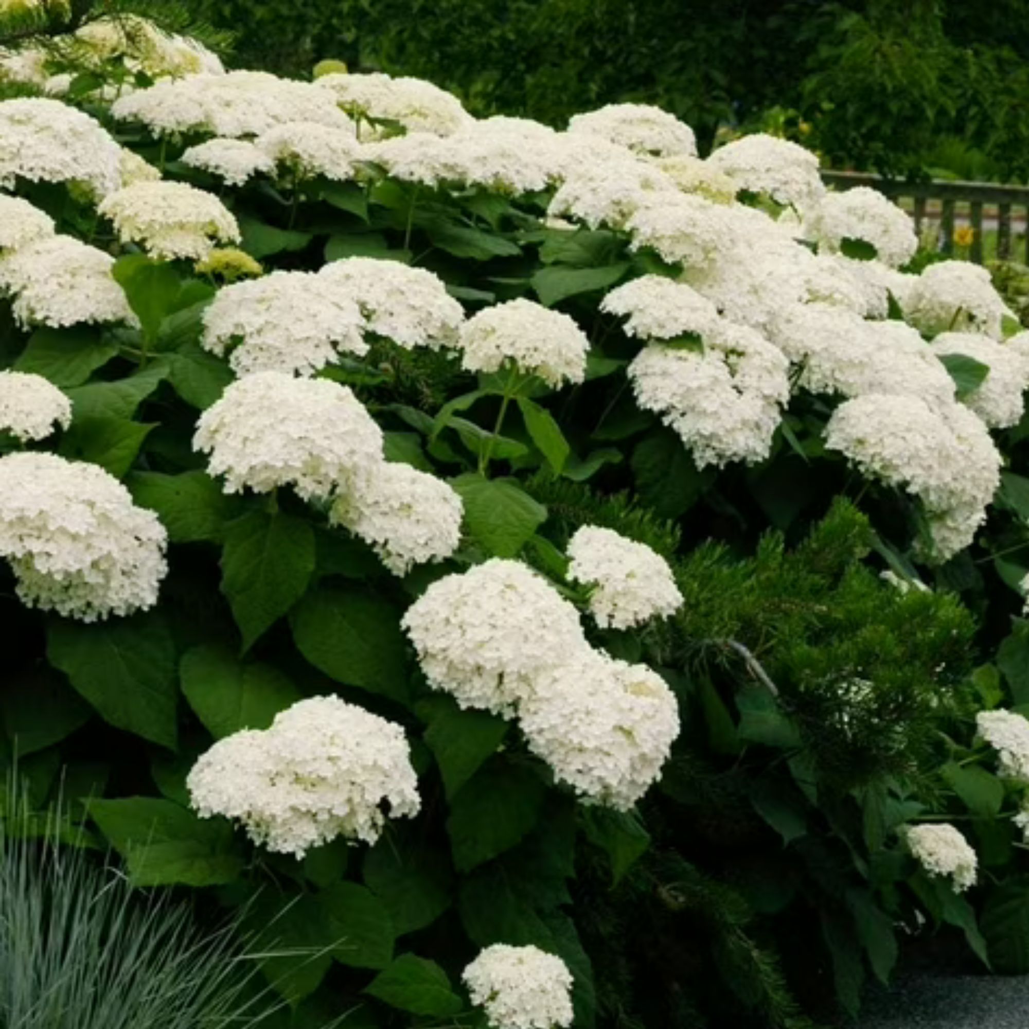 Annabelle Hydrangea Plant