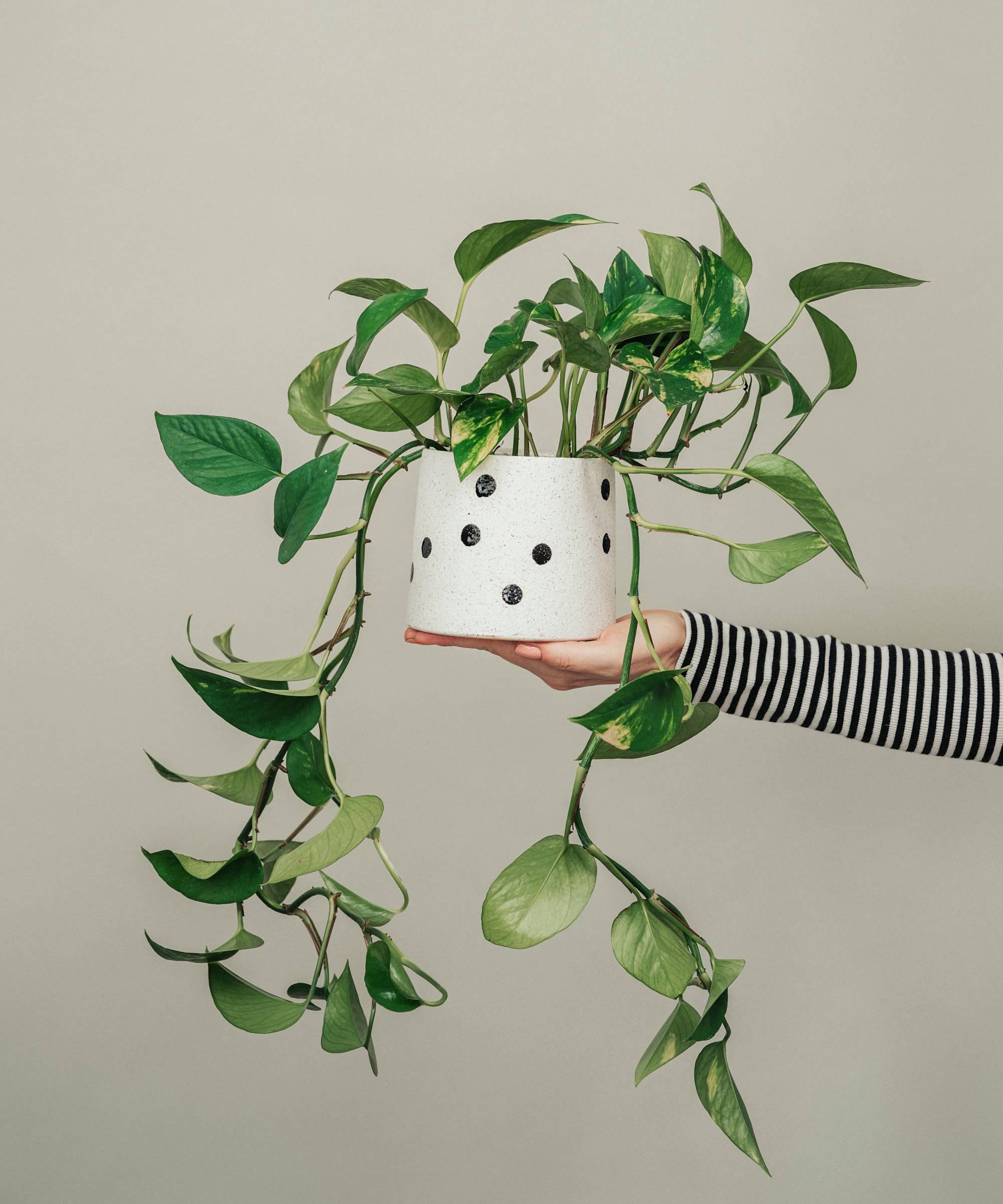 Hand holding potted pothos plant