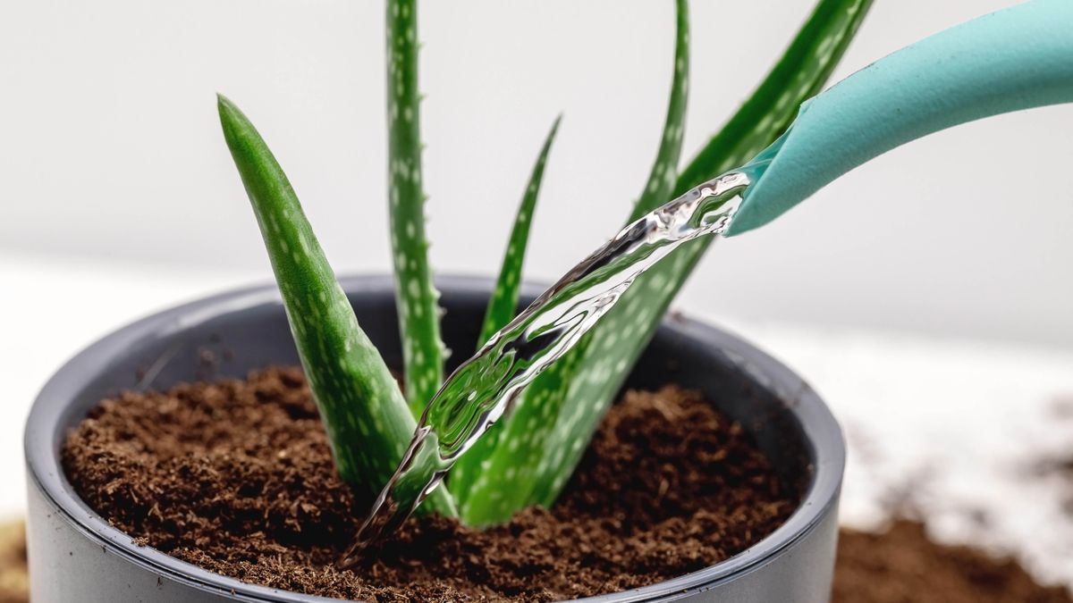 5 tips to save a dying plant before it's too late Tom's Guide