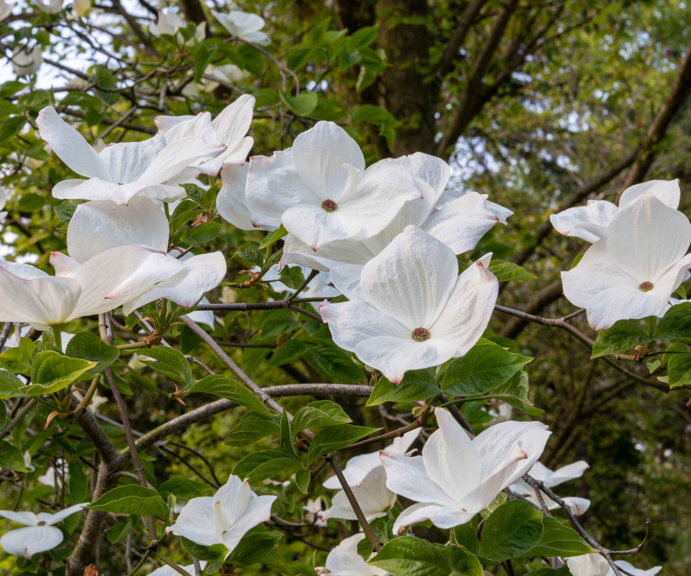 white flowers of the dogwood tree 'Eddie's White Wonder'