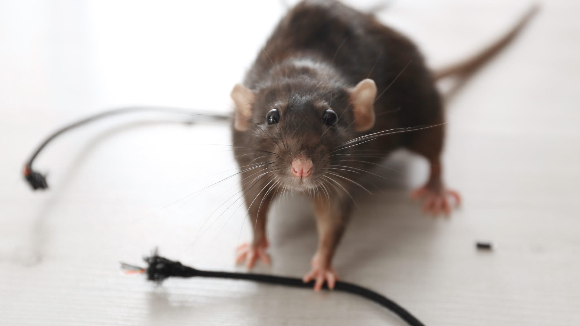 Why rats are targeting your electrical cables this summer (and how to stop them)