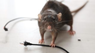 rat next to chewed cable