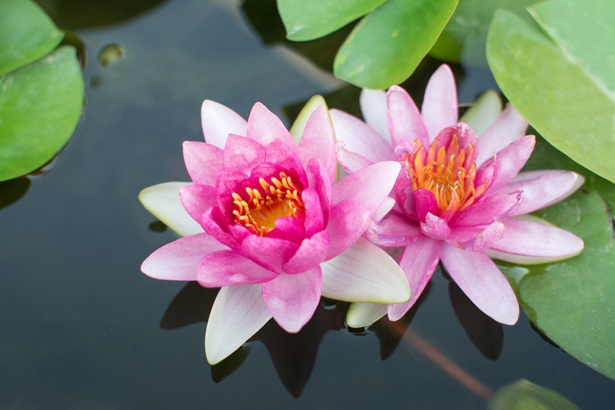 Lotus Plant Information: Tips On Growing Lotus Plants
