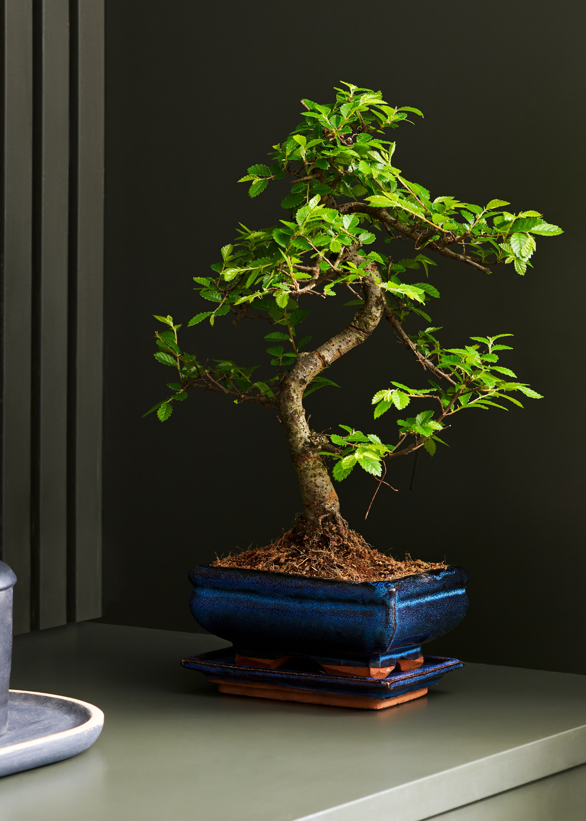 A green sideboard with a potted bonsai