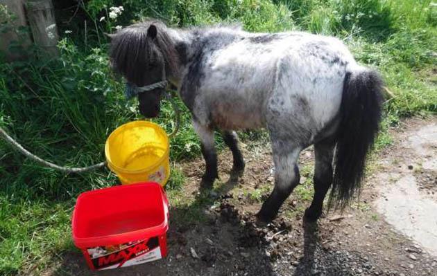 suffering-miniature-shetland-pony-dumped-in-northumberland.jpg