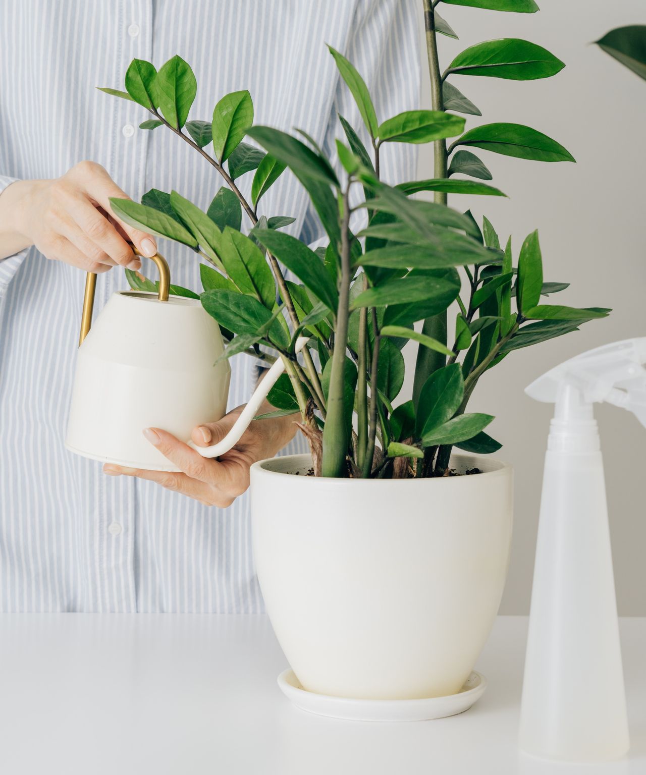 Why is my ZZ plant drooping? Experts reveal 3 common causes | Homes ...