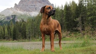 Rhodesian Ridgeback