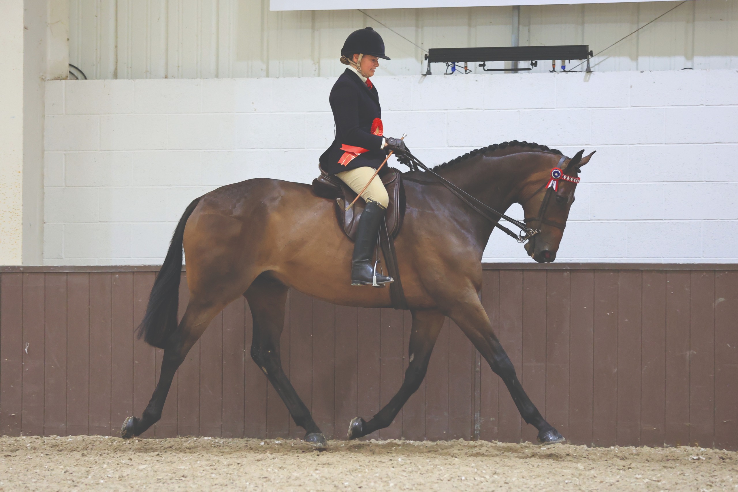 Bay former racehorse Communion is ridden by Sophie Stavely wearing a navy jacket around the indoor arena at the BSHA championships having won the racehorse to riding horse HOYS qualifier.