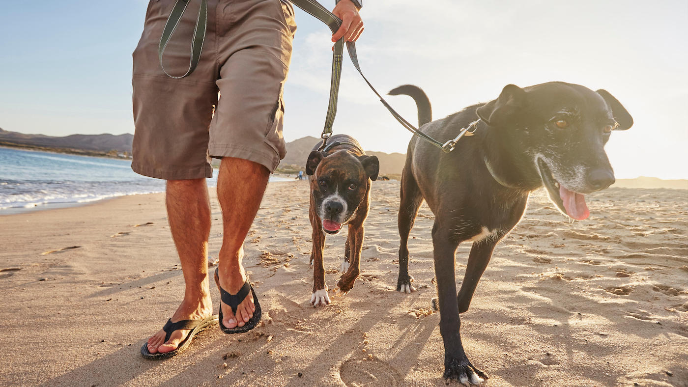When is it too hot to walk your dog