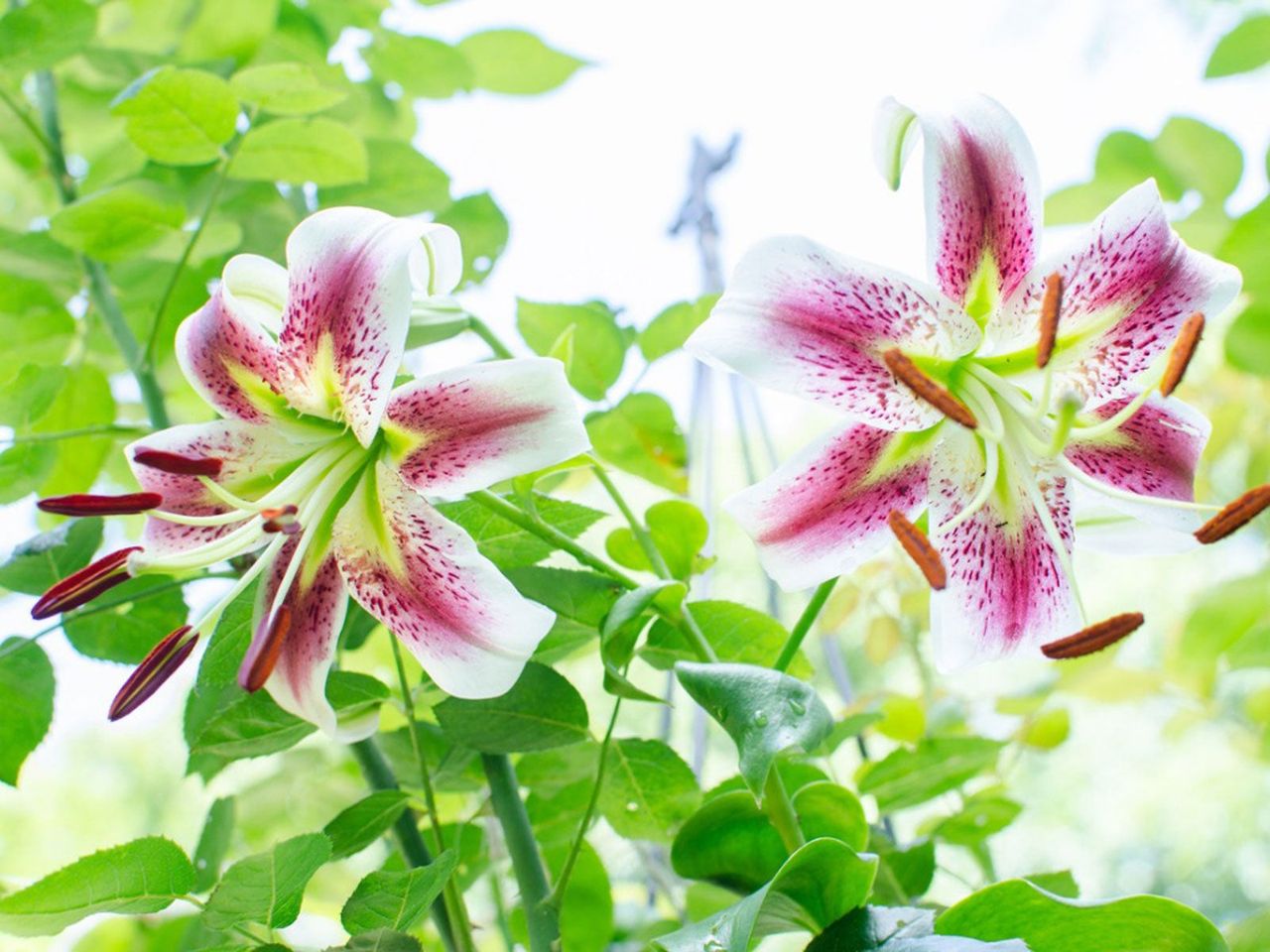 Rubrum Lily Plants