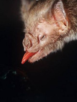 Vampire Bat Sticks Out Tongue