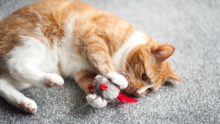 Ginger cat playing with toy mouse