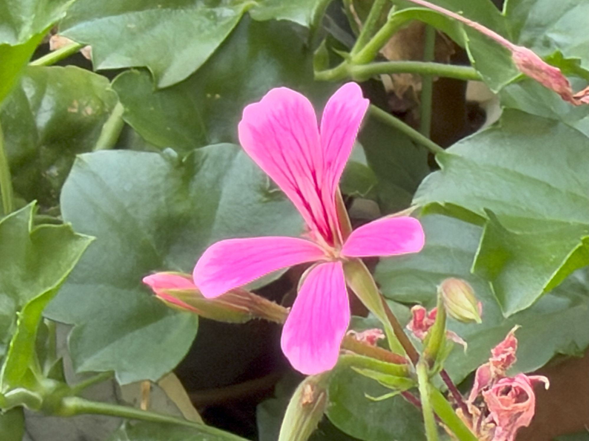 Apple iPhone 17 Pro zoom sample.
