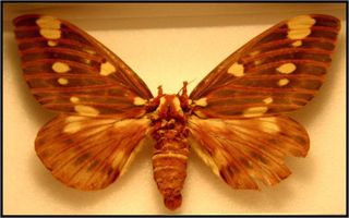 Royal walnut moth