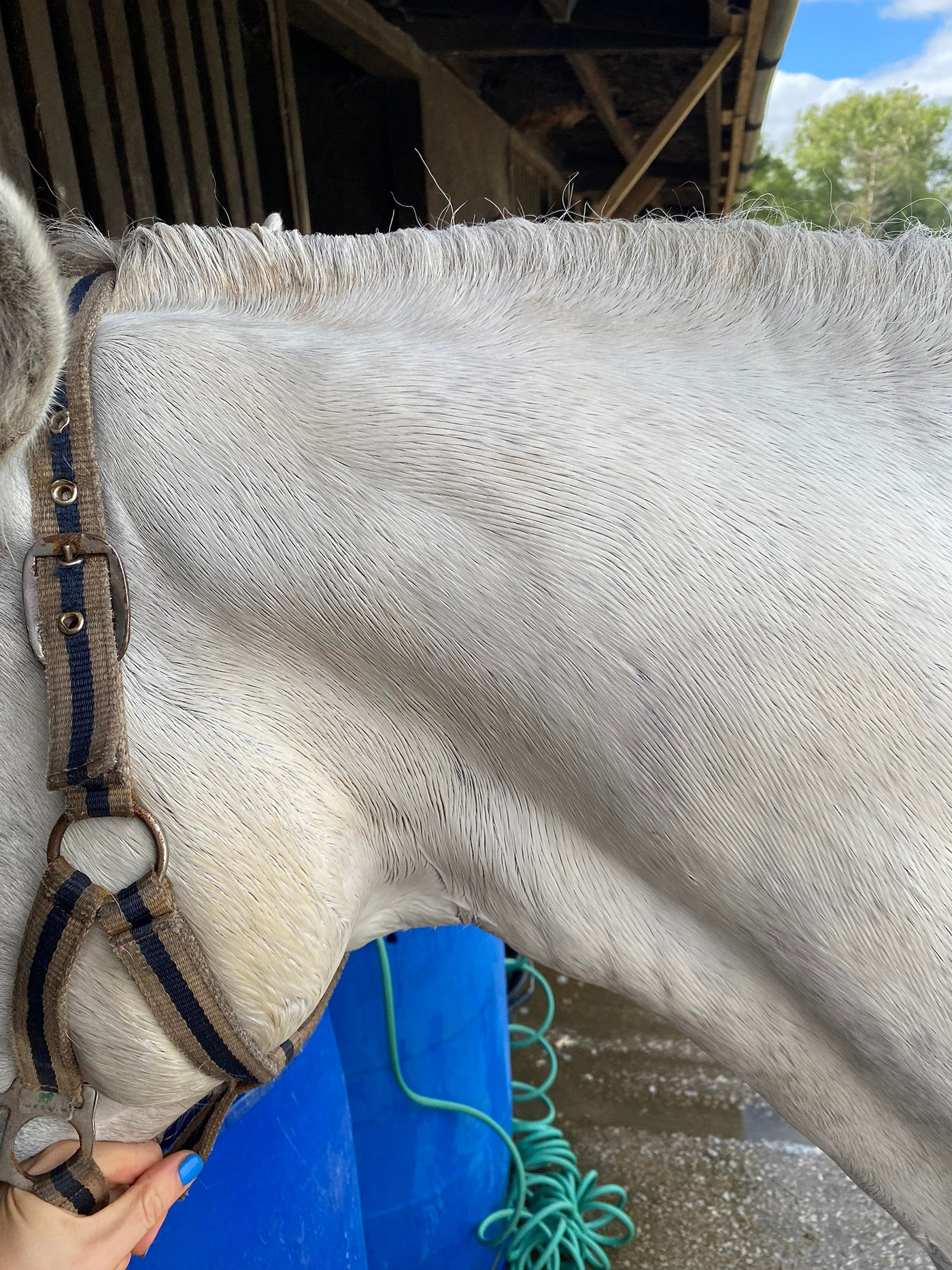 WildWash Equine Natural Whitening Shampoo