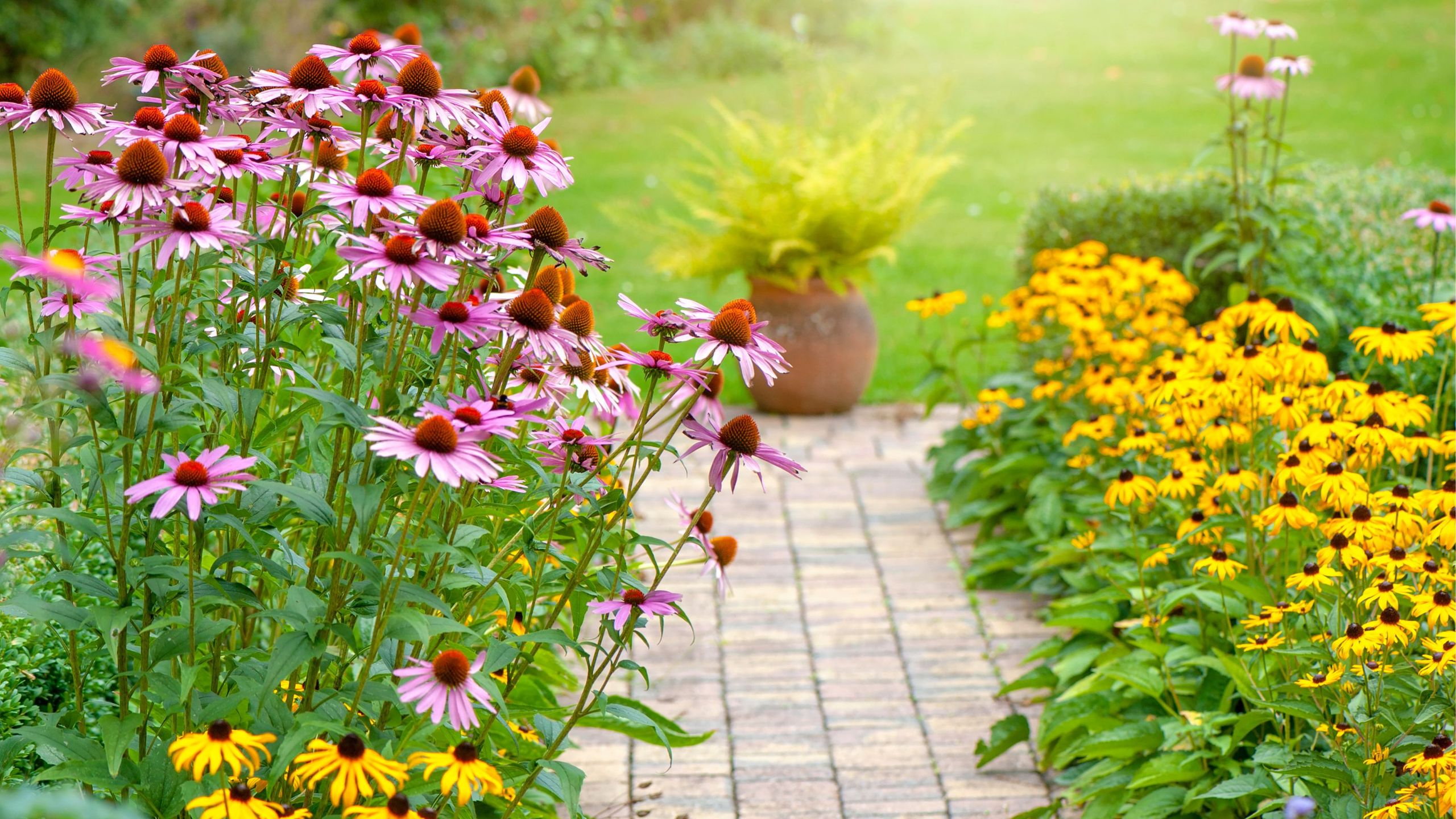 What to do with perennials in September that guarantee neater borders now and healthier plants next spring