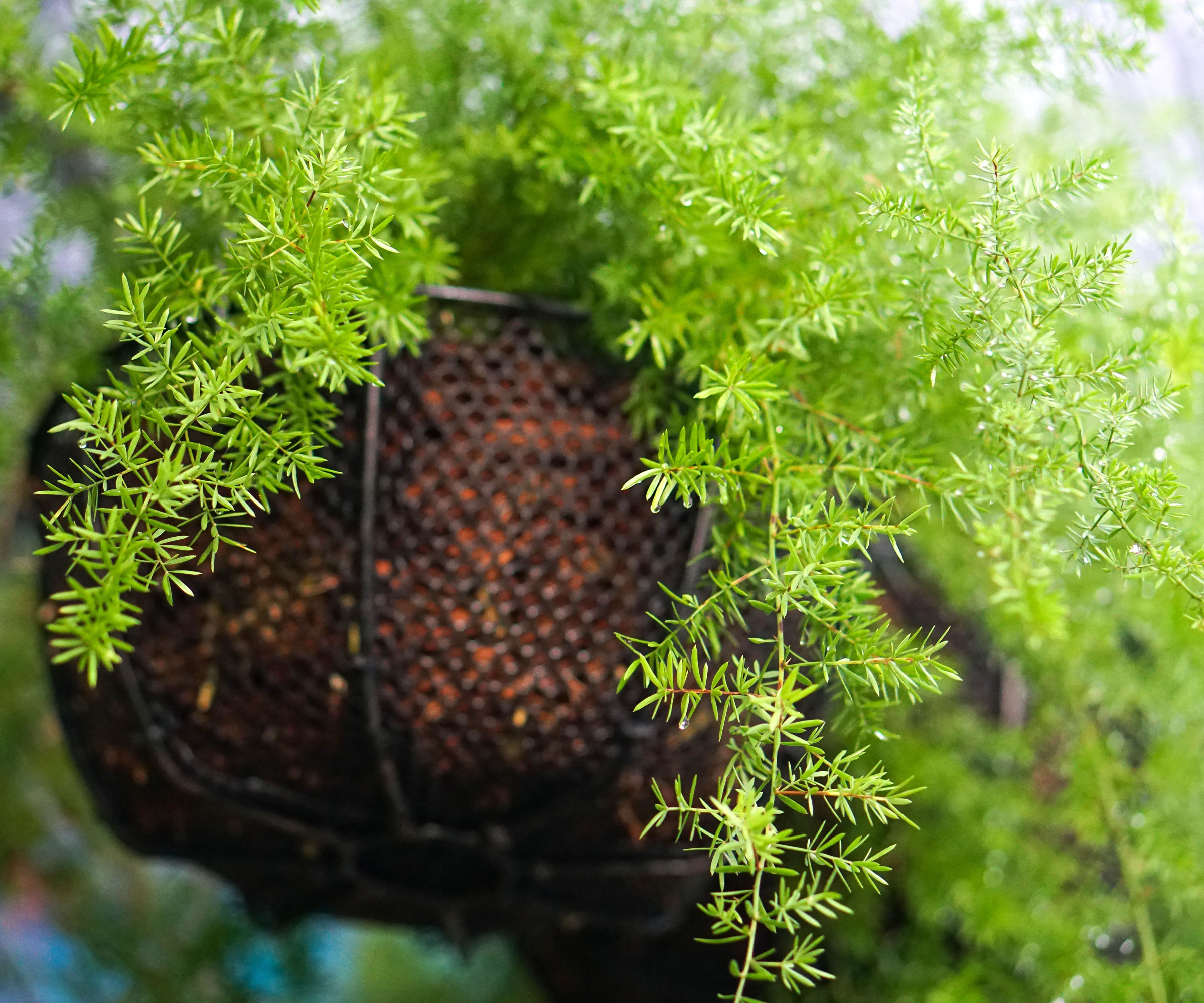 asparagus fern in hanging basket