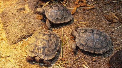 A photograph of three baby western Santa Cruz Galápagos tortoises recently hatched at Philadelphia Zoo.