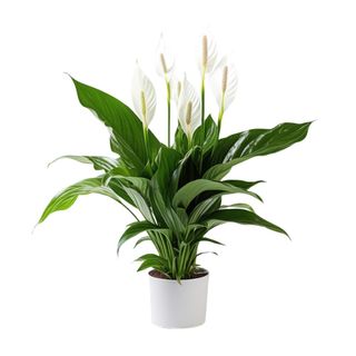 YouGarden Peace Lily Indoor Plant