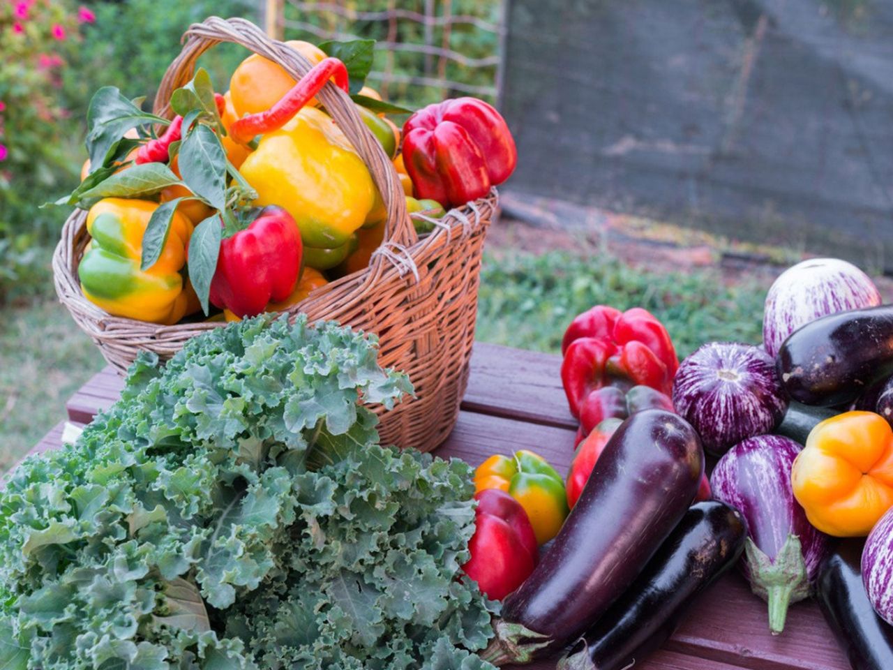 Table in Garden Full of Peppers Squash Leafy Greens