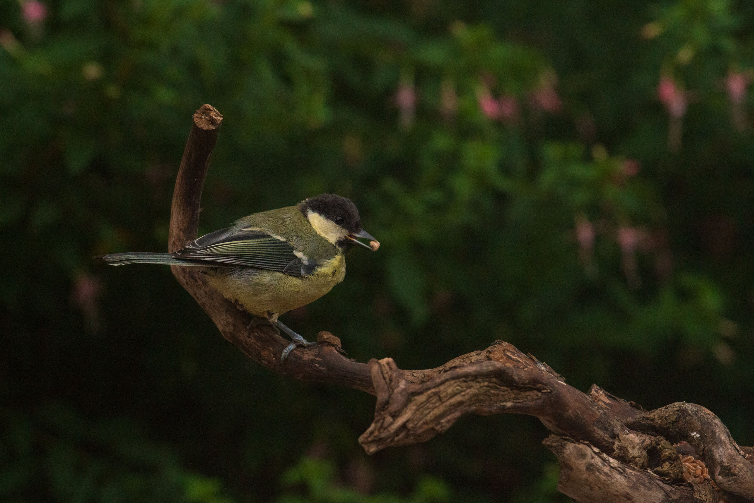 Small bird on a branch in front of foliage with pink flowers, captured with the Camtraptions Camera Trap device and a Nikon DSLR