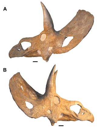 triceratops, nedocerotops, toroseratops, horned dinosaurs, dinosaurs in old age, aging dinosaurs, debates among paleontologists, 