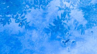 A water strider skims across the bright blue, icy surface of a pond, with frozen plant leaves visible beneath the water.