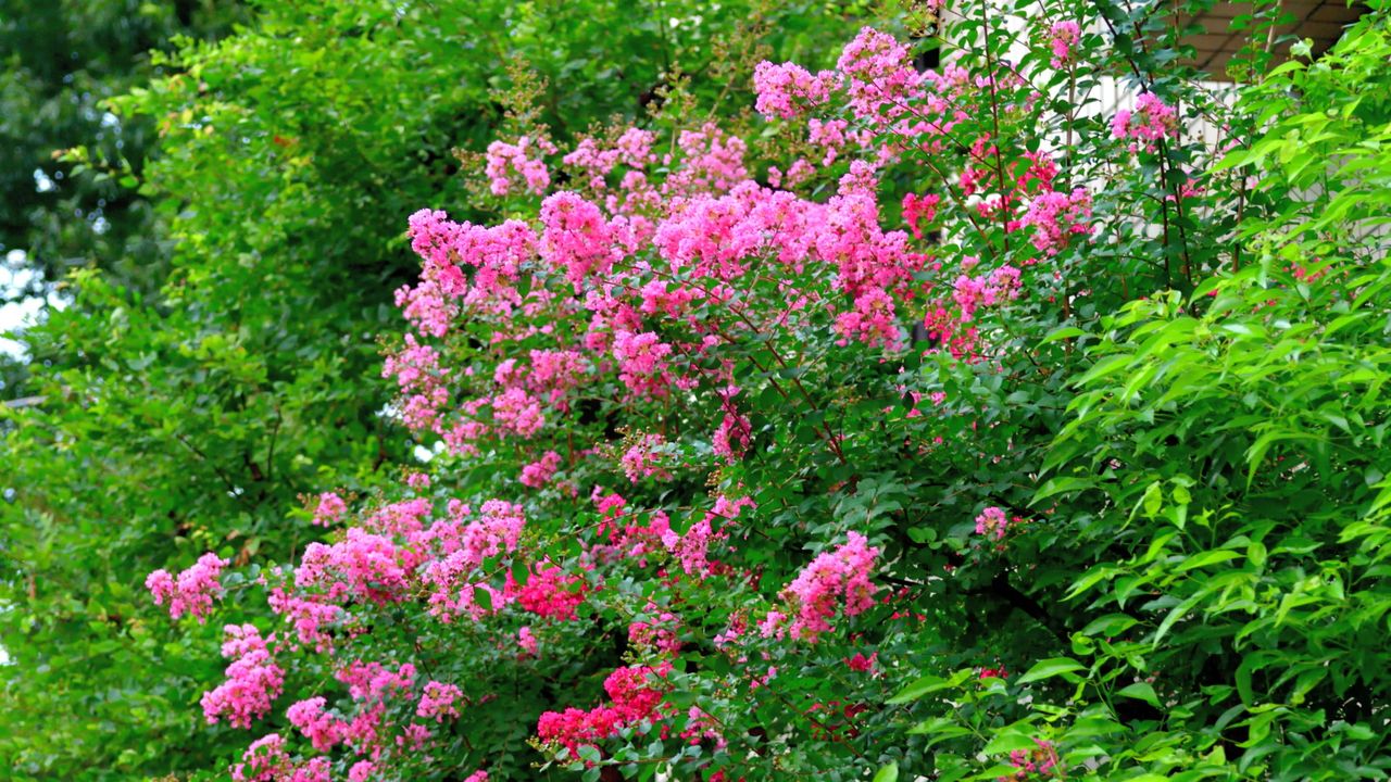 Crepe myrtle shrub with pink blooms in a garden