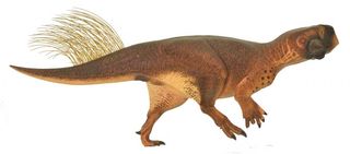 A reconstruction of Psittacosaurus showing its hypothetical coloring.