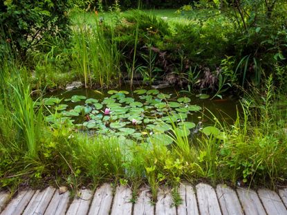 Submerged And Oxygenating Pond Plants