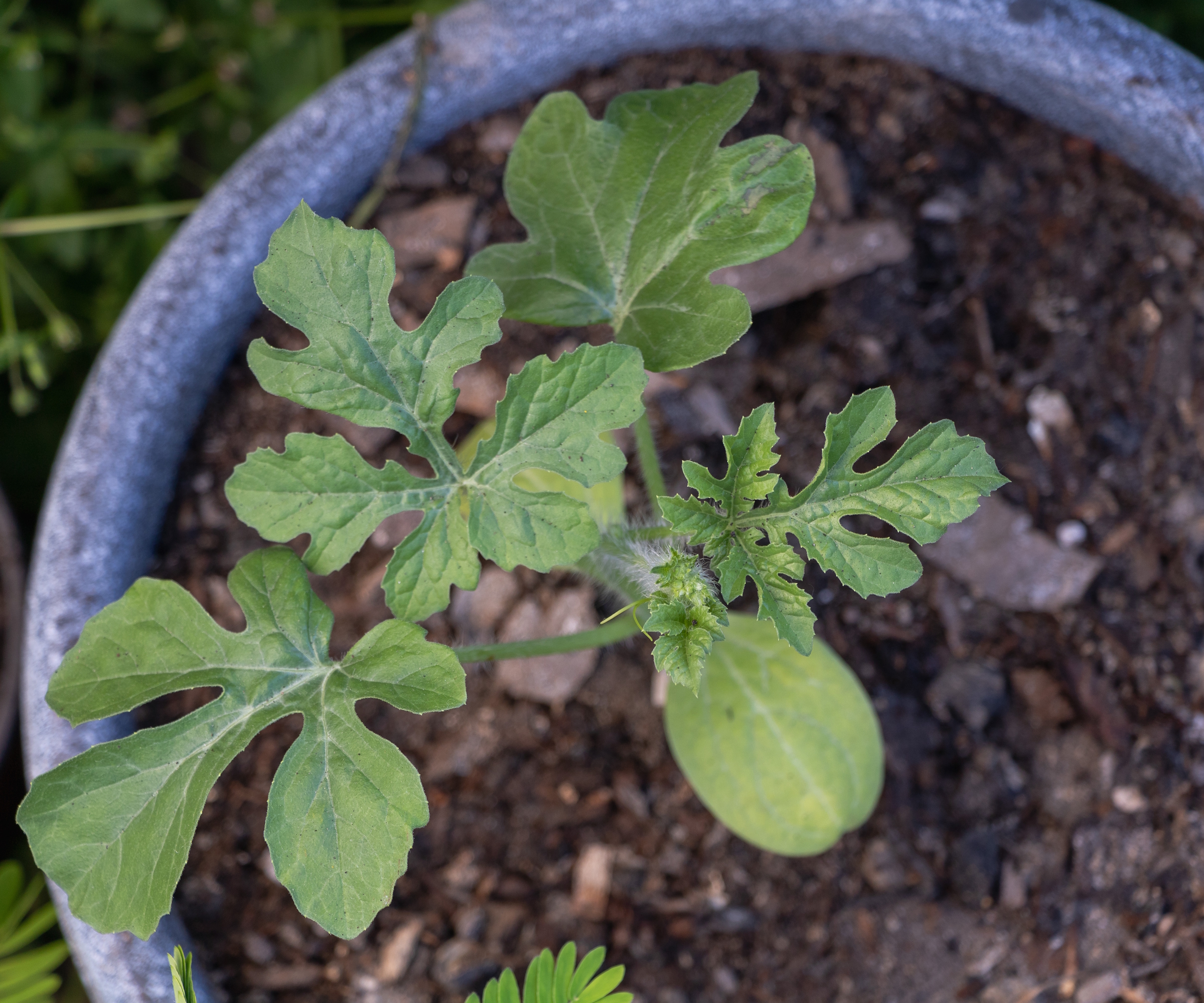 A young watermelon plant grows in a large blue pot