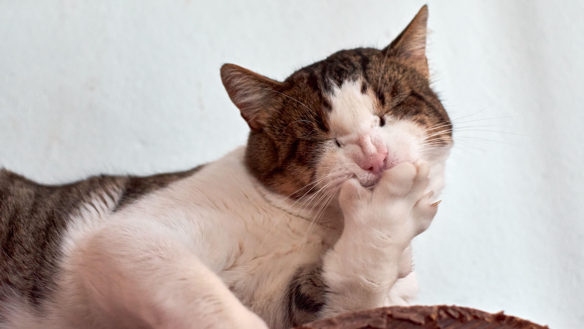 Cat sneezing