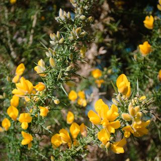 Close up of yellow gorse flowers