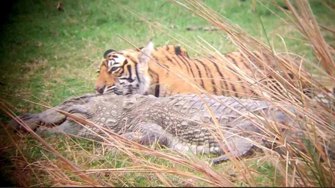 Rare footage shows tigress and her cubs feasting on crocodile they killed in the wild