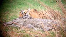 Tigress Riddhi lying next to the crocodile she and her cubs killed.
