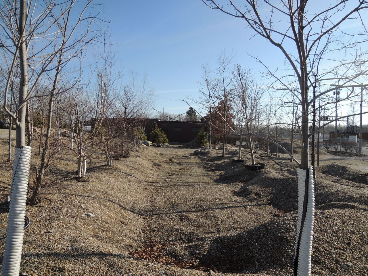 Rows Of Trees