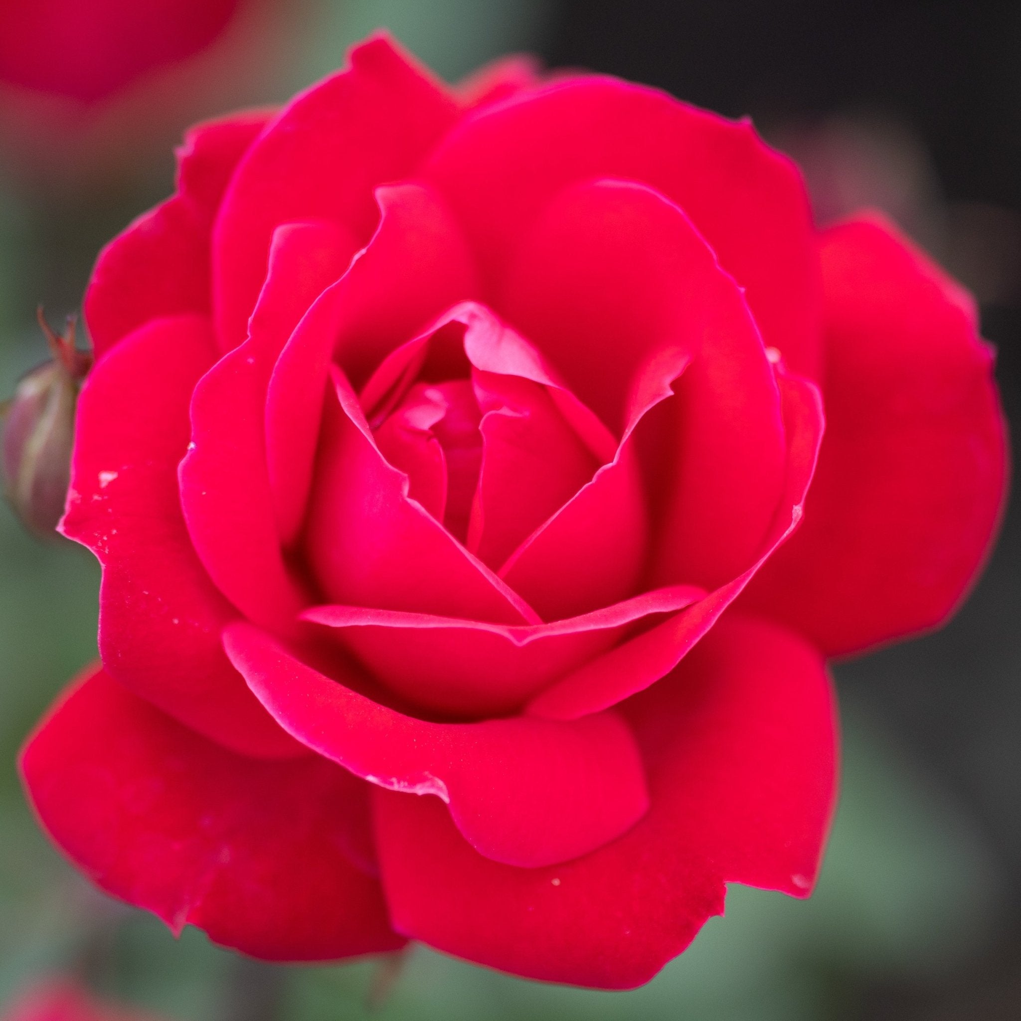 Red Double Knock Out&amp;reg; Rose