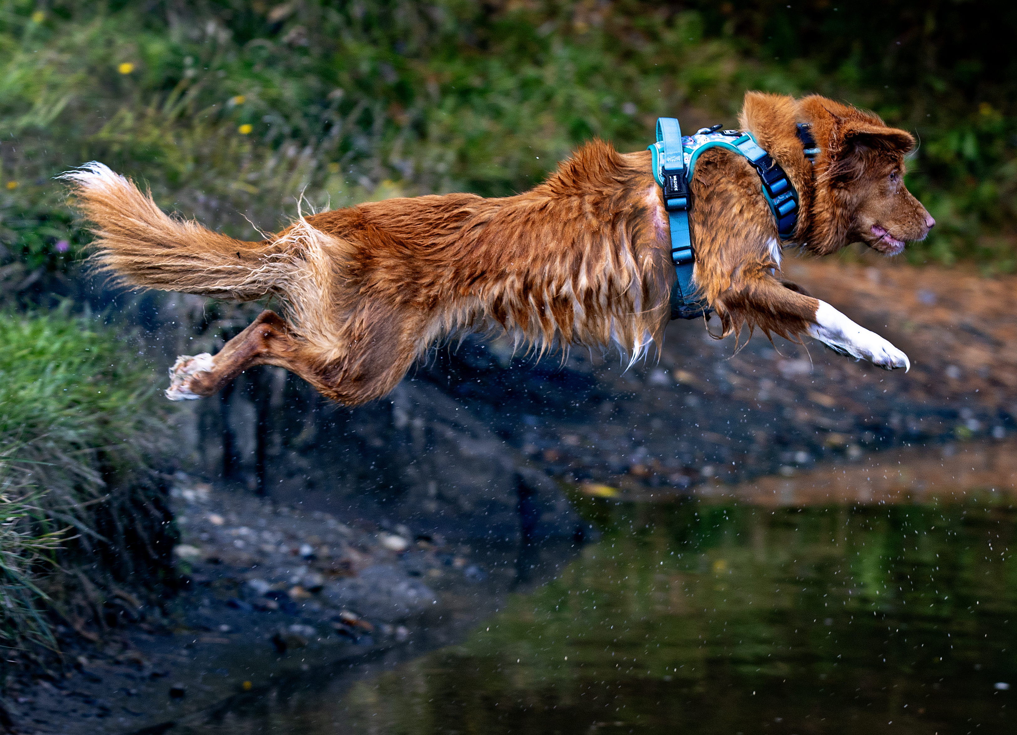 Nova Scotia duck tolling retriever leaping into the water