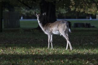 A deer shot on the Sony A7 IV camera