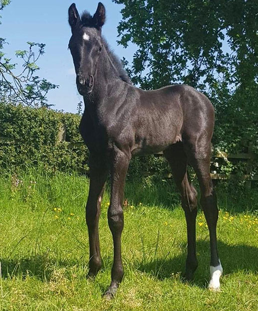 celicia's foal