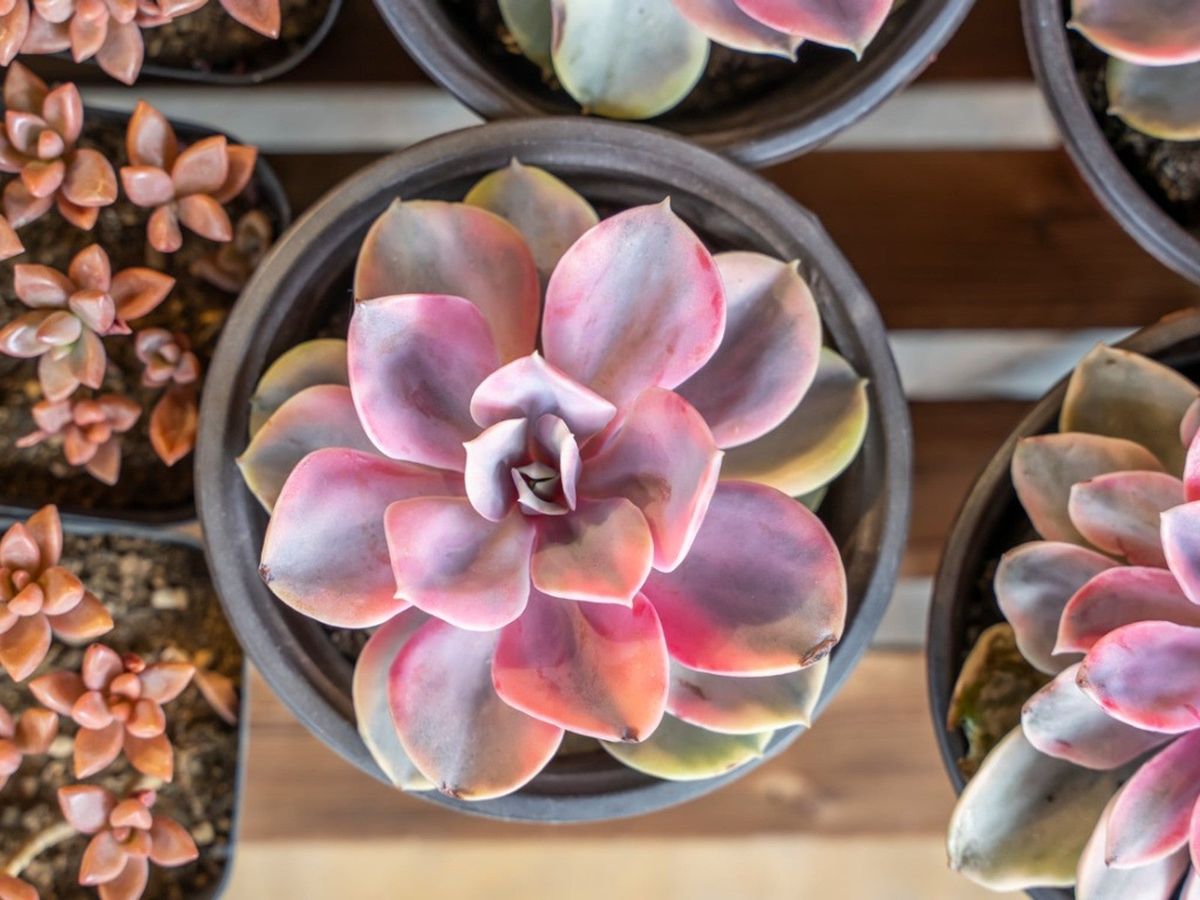 試すべきピンクの多肉植物の種類: 完璧なピンクの多肉植物を育てる方法