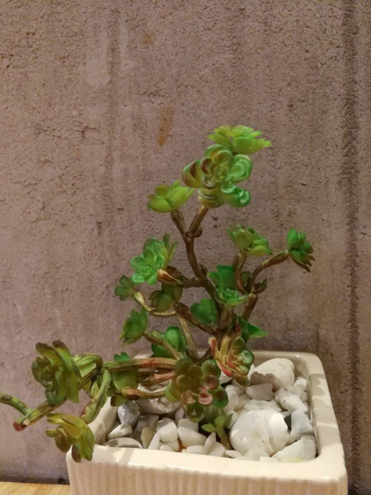 A Potted Sedum Tree