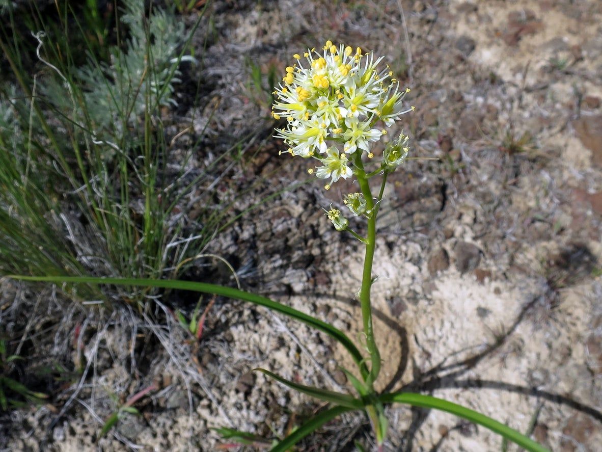 Death Camas Plants