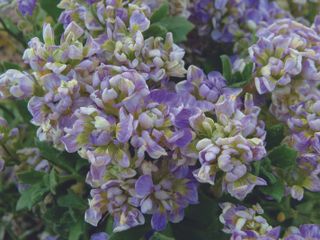 plant with purple flowers