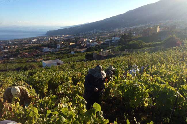 Suertes del Marques, Tenerife wine
