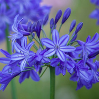 Agapanthus 'Northern Star' from Thompson &amp; Morgan
