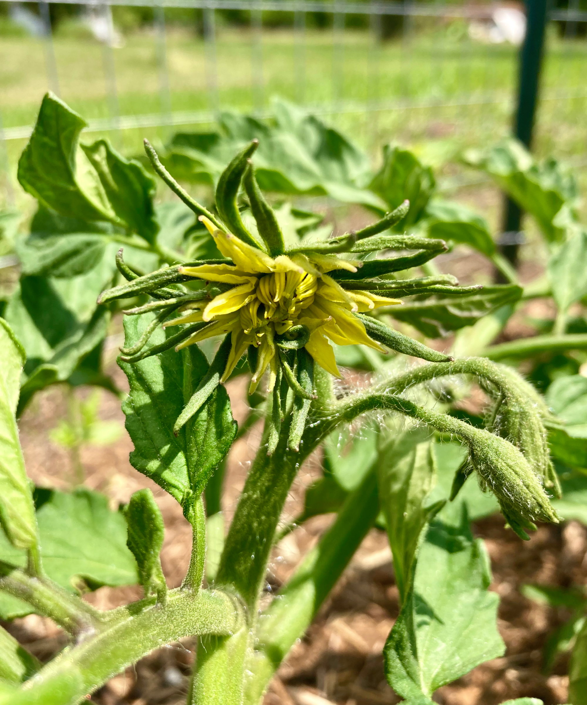 Tomato megabloom on a plant