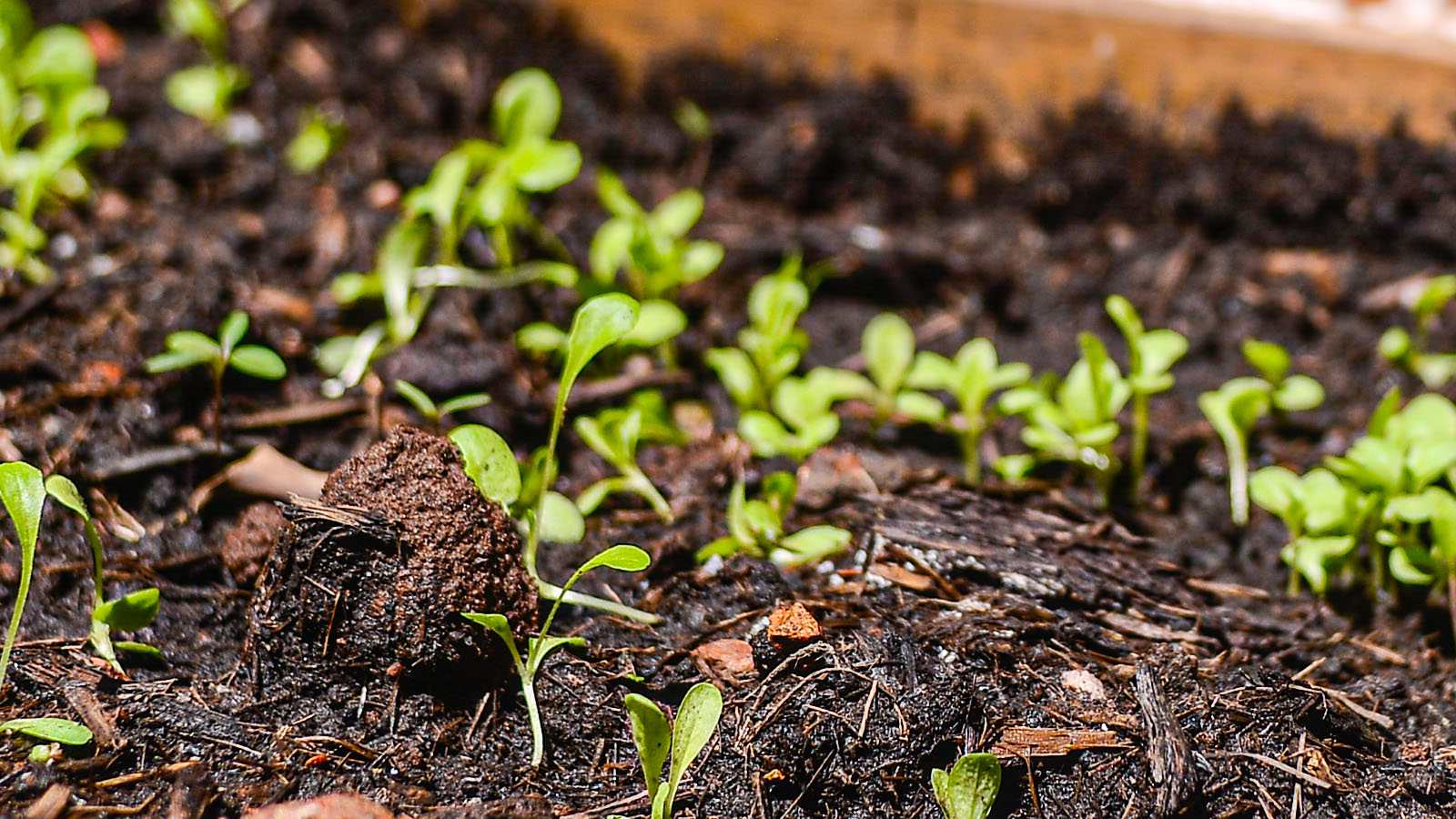 Compost heap with shoots growing from it