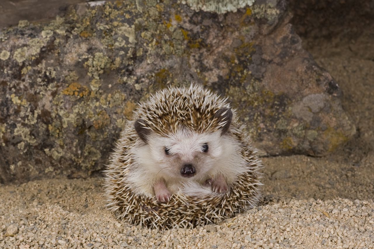 cute hedgehog